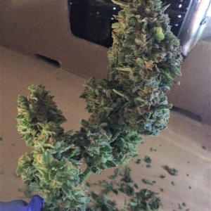 CJ3 harvested bud 3 wet trimmed for drying no flash picture.jpg