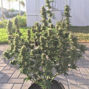 pineapple express in the sun loving life side view whole plant.jpg