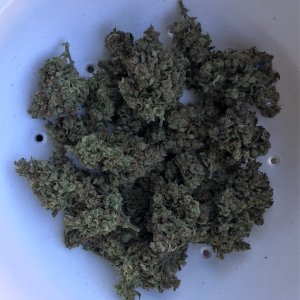 Final trimmed primo buds 1 ounce and 1 eighth Gorilla Zkittlez.jpg