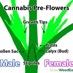 cannabis-preflowers-diagram-sm.jpg