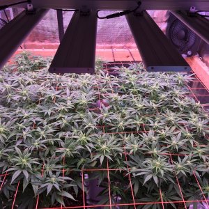 Scrog May 18.jpg