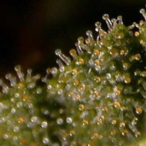 example-of-many-amber-trichomes.jpg