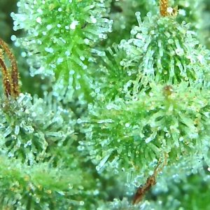 Lemon 1 trichome check May 19.jpg