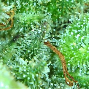 Lemon 1 trichome check 2 May 19.jpg