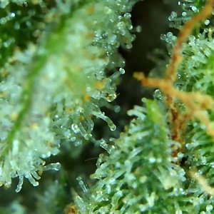 Lemon 1 trichome check 3 May 19.jpg