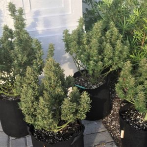 Pineapple Express 2 and 3 plus Lemon Skunk 1 and 2.jpg