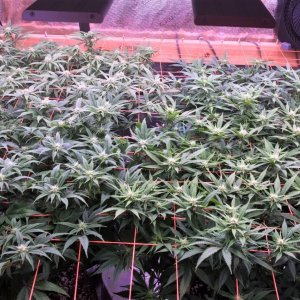 SCROG TOP VIEW May 21.jpg