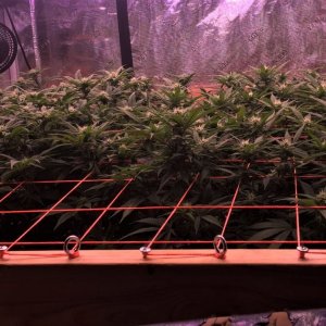 SCROG CANOPY VIEW MAY 21.jpg