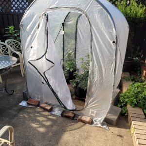 outdoor grow tent.jpeg