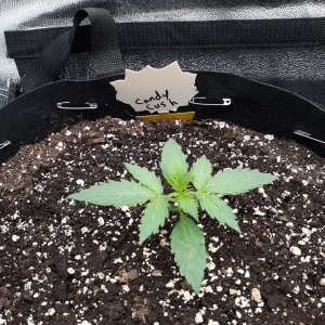 Candy Kush Week2 Day9.jpg