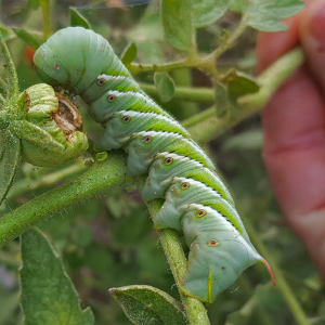 hornworm.png