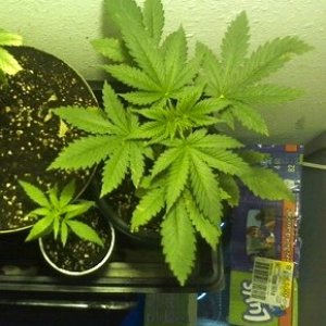 Pineapple Express(Big Plant) Skunk Haze(small plant)