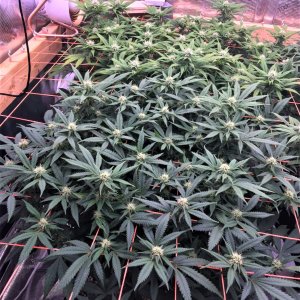 SCROG LEFT PUC 1 and 2.jpg