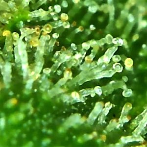 Amber trichomes Lemon Skunk  one more day.jpg