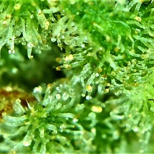 Another amber trichomes shot of Lemon Skunk 1.jpg