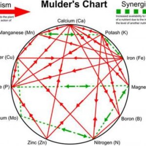 mulders chart.jpg