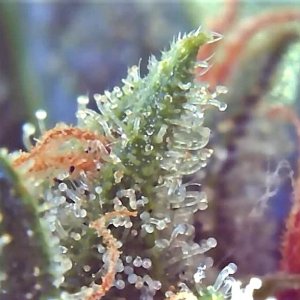 Just a beautiful picture of Pineapple Express trichomes.jpg