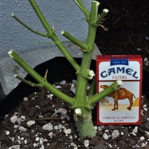 Lemon Skunk #1 stem with pack for scale.jpg