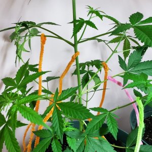 GSC1_PreflowerLST_05272021.jpg