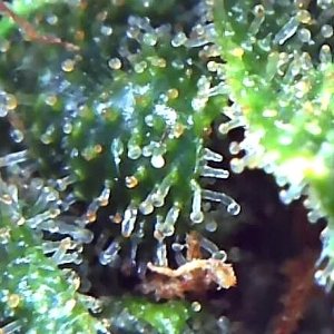 PE 3 trichomes at harvest.jpg