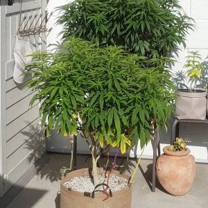 20210529_170912 Spring grow.jpg