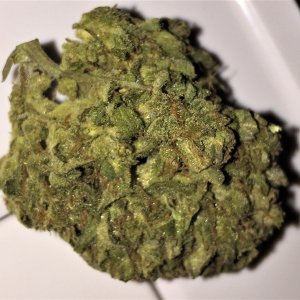 GZ final bud smoke report closeup.jpg