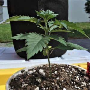 Sour Apple 2 June 4.jpg