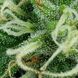 Misc1_trichomes_06072021.jpg