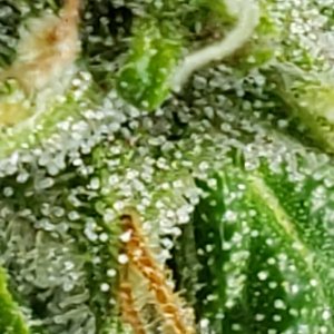 Misc1_trichomes_06102021.jpg