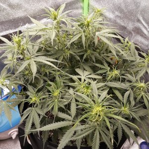 CandyKush Day42.jpg