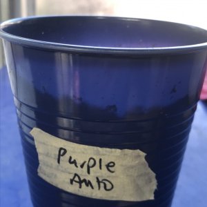 Photo 17 - Purp.jpeg