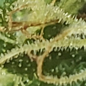 Mis1_trichomes_06142021.jpg