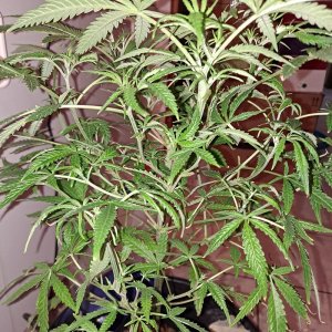 2 HSO-Green Crack F-F 6-07 Broad Mites treatment 3.jpg