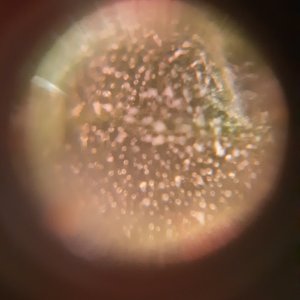 Day 92 Trichome 4.jpg