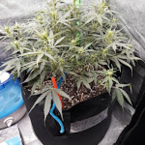 CandyKush day 44.jpg