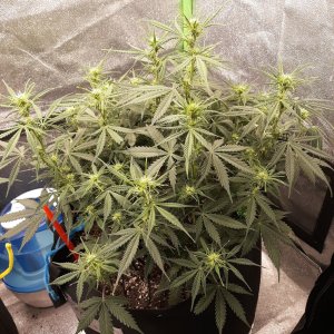 CandyKush day48.jpg