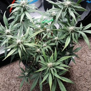 KerryKush day 37.jpg