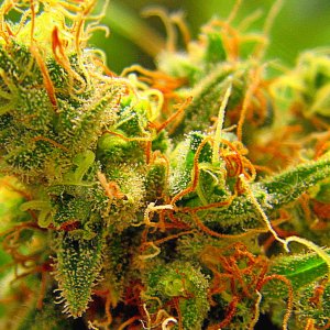 trichomes 2.jpg