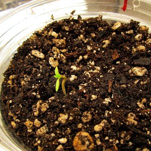 8-GG sprout.jpg