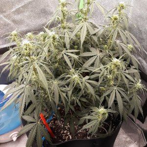 CandyKush day 50.jpg