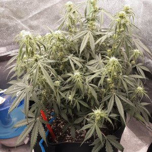 CandyKush day 52.jpg