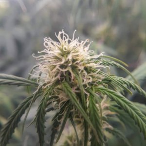 CandyKush bud pic.jpg