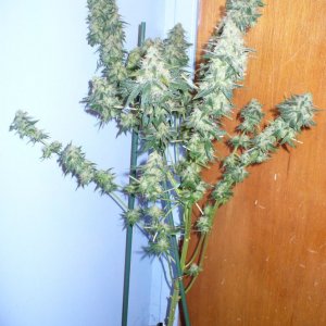 Pure Power Plant-Nirvana seeds