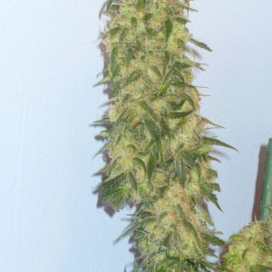 Pure Power Plant-Nirvana seeds