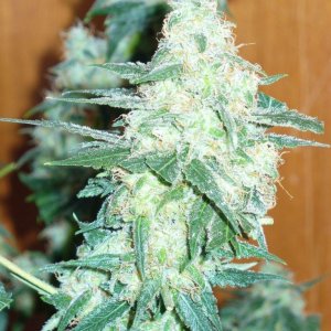 Pure Power Plant-Nirvana seeds