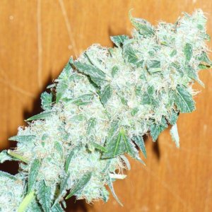 Pure Power Plant-Nirvana seeds