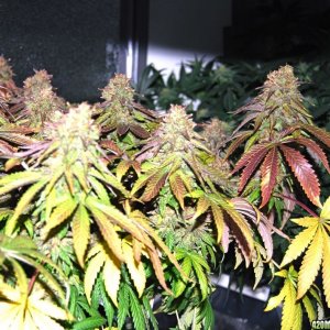 medijuana - Autumn colors @ 59 days