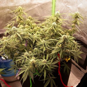 CandyKush day 63.jpg