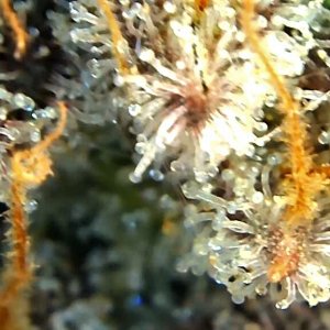 Sadie trichome 1 July 2.jpg