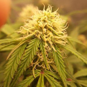 Kerry Kush bud day 65.jpg